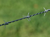 Barbed Wire