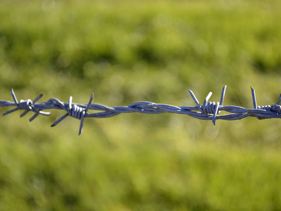 Barbed Wire